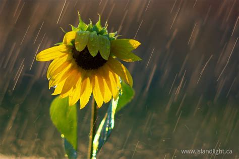 A garden in the rain is a popular song. Sunflower in the Rain ~ Flower photo - Island Light ...