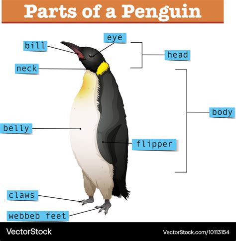 Diagram Showing Parts Penguin Royalty Free Vector Image