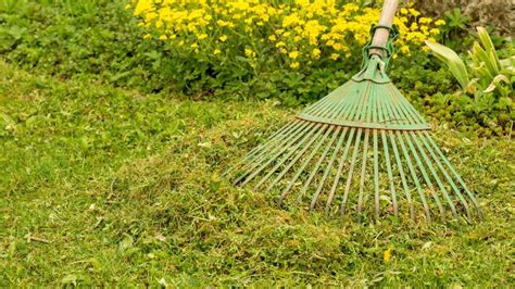 Beginners Guide To Lawn Dethatching Forbes Home