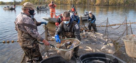 Invasive Carp Abound In The Mississippi River But State And Federal