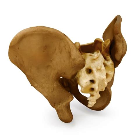 Human Hip Bones 3d Model By Renderbot Llc
