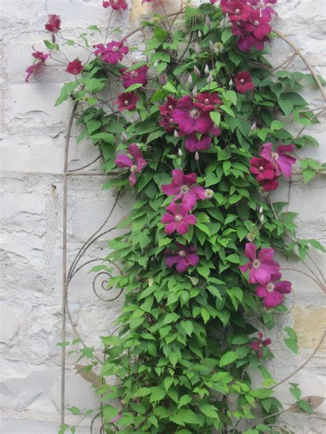 Fast Growing Vines Offer Privacy To Structure Fast Growing Vines
