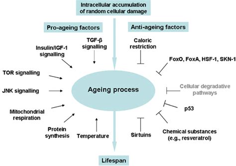 Jcm Free Full Text Adult Stem Cells And Diseases Of Aging