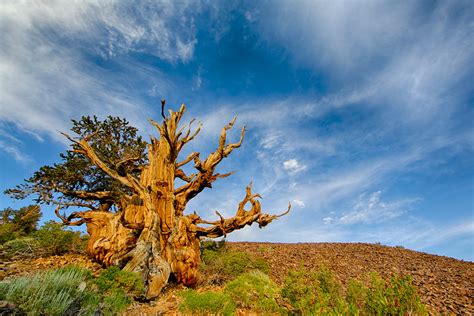 Methuselah White Mountain California Methuselah Tree Br Flickr