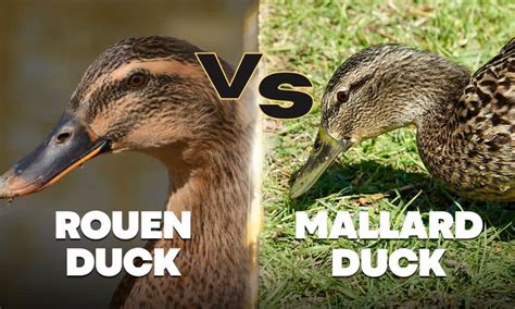 Rouen Ducks Vs Mallard Ducks All Differences With Pictures