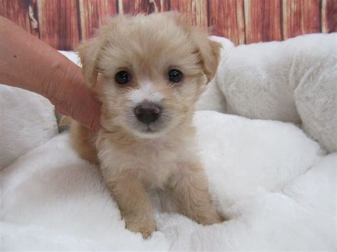 Anyone from california that has adopted one of our maltipoo puppies for sale can send us photos of their maltipoo puppy and a few comments on their experiences with their maltipoo puppy or in dealing with us, and we'll be happy to post those photos and comments on our customer comments. Maltipoo Puppies For Sale | Orange County, CA #191747