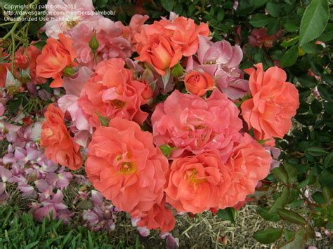 Even coronavirus can't shut down a cinco de mayo celebration at home. PlantFiles Pictures: Floribunda Rose 'Cinco de Mayo' (Rosa ...