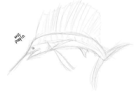 Drawing A Sailfish By Achrylicabass On Deviantart