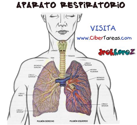 Sistema Respiratorio Desenho Para Colorir EDUBRAINAZ