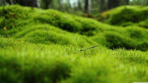 Nature Inspired Wallpaper 4k Green Nature For Stunning Wallpapers