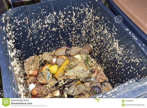 How to get rid of maggots in your bin. Maggots in a compost bin stock image. Image of maggots ...