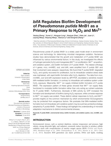 Pdf Bifa Regulates Biofilm Development Of Pseudomonas Putida Mnb1 As