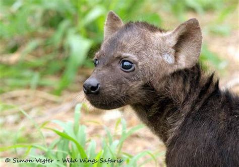 Wild Baby Animals Why Are They So Adorable Africa