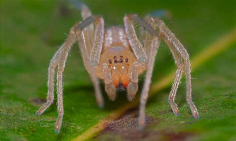 10 Spiders In Nebraska Imp World