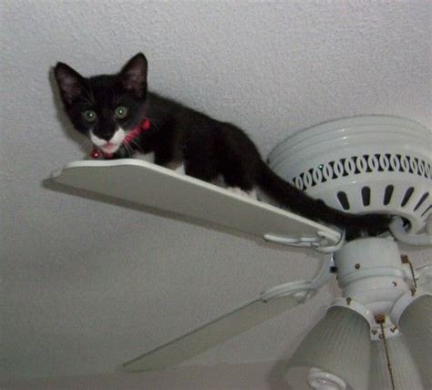 Ceiling Cat Cats Silly Cats Bad Cats