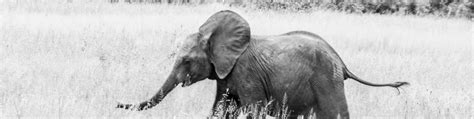 Слоненок Африканское животное черно белое фото Обои 1590x400 Vk Cover