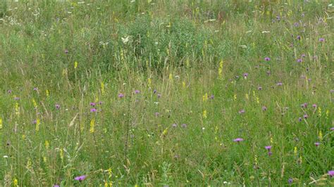 How To Restore A Meadow Moor Meadows