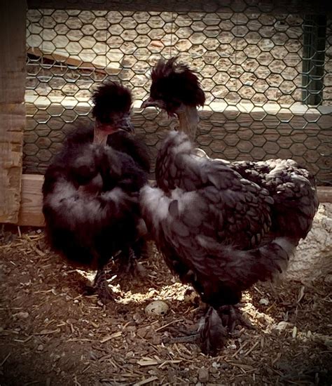 Showgirl Naked Neck X Silkie Chicken Fertile Hatching Eggs Ebay