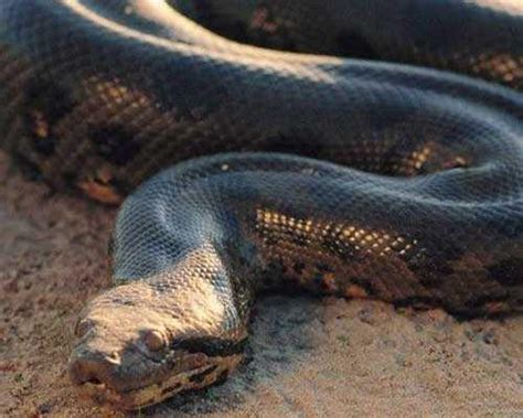 世界上最大的蛇世界上最大的蛇55米世界上最長的蛇 每日頭條