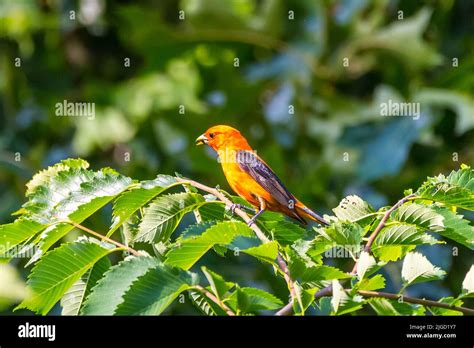 Orange Variant Scarlet Tanager In Massachusetts Backyard Stock Photo