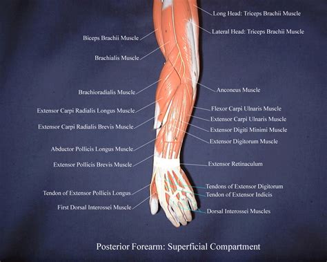 Posterior Arm Muscles Diagram Posterior Forearm Muscles These Four
