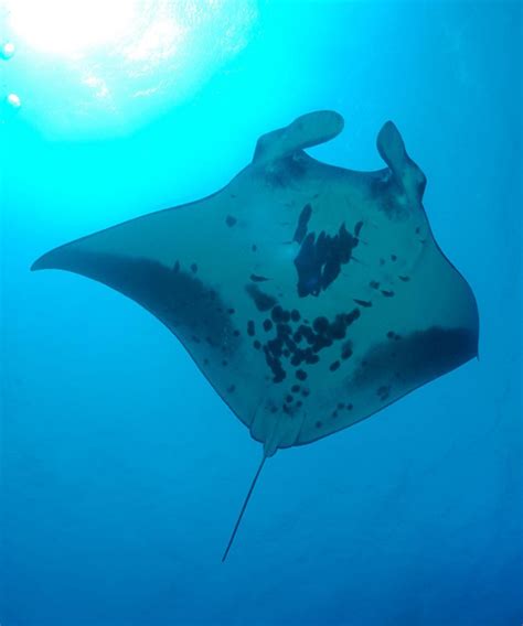 Marine Biologists Discovery Of A Rare Manta Ray Nursery Could Help