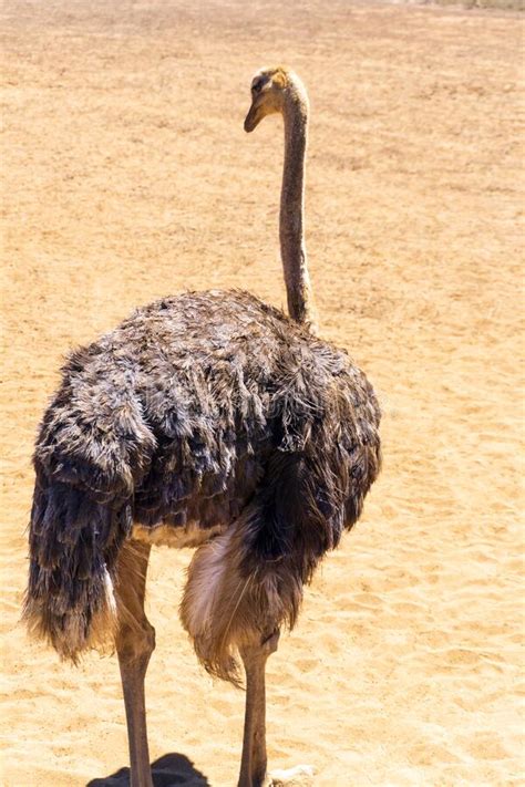 785 Ostrich Head Sand Stock Photos Free And Royalty Free Stock Photos