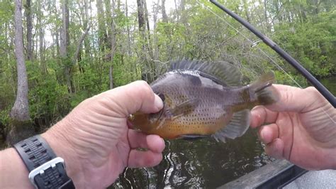 Catching Spring Panfish Bluegill And Warmouth Youtube