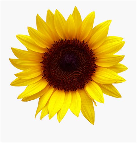 Common Sunflower Clip Art Sunflower Png Transparent
