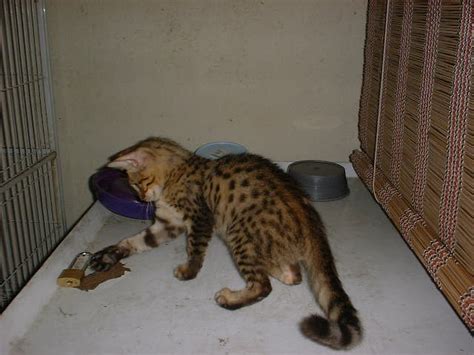 How much does a bengal cat cost? Nice dark spot Bengal cat for sale FOR SALE ADOPTION from ...
