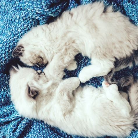 Seven Cat Breeds That Are Totally Clingy Cats Can Be Aloof At Times