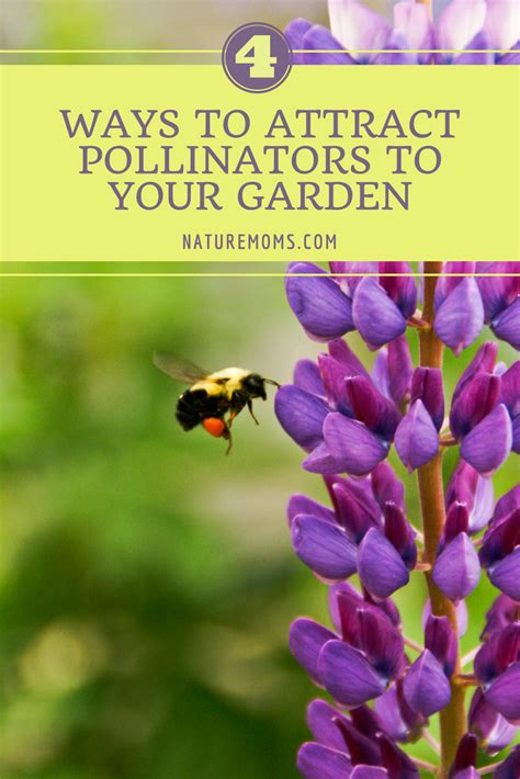 Ways To Attract More Pollinators To Your Garden And Homestead Attract Pollinators