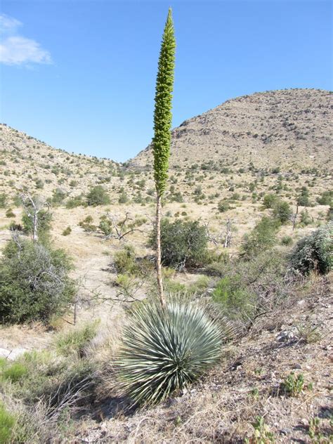 The Plant List The Arizona Native Plant Society