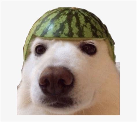 Dank Meme Dankememe Dankmemes Yeet Dog Watermelon Doggo Dog Dank