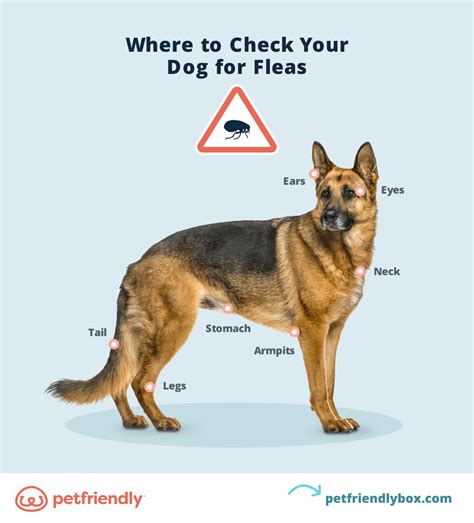 Flea Bites On Dogs 7 Signs Your Dog Has Fleas