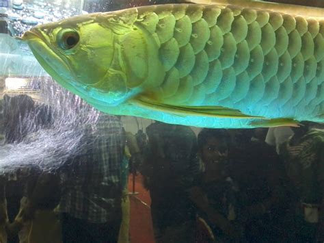 5 Rare Exotic Freshwater Fish For Your Home Aquarium