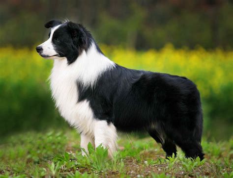Border Collie Dog Breed Profile Personality Facts