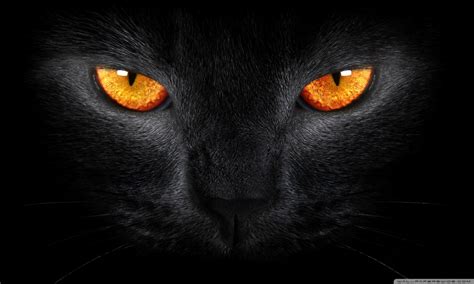 Black Cat Hd Desktop Wallpaper High Definition Fullscreen Mobile