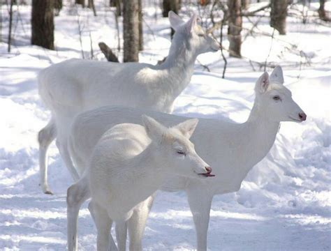 Rare Albino Whitetail Deer Animals Pinterest