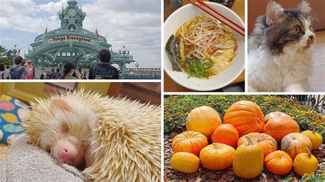 Hidden my ramen by mom 2. MY JAPANESE ADVENTURE // Disneyland, Cats, Hedgehogs ...