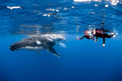 Swim With Humpback Whales In Vavau Tonga