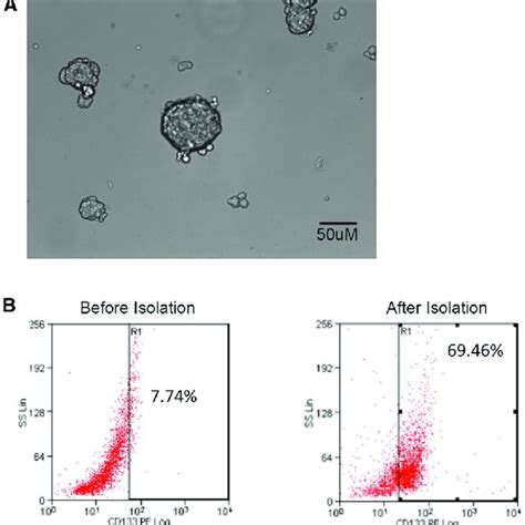 Sphere Formation And Cd133 Expression In 4t1 Breast Cancer Stem Cells