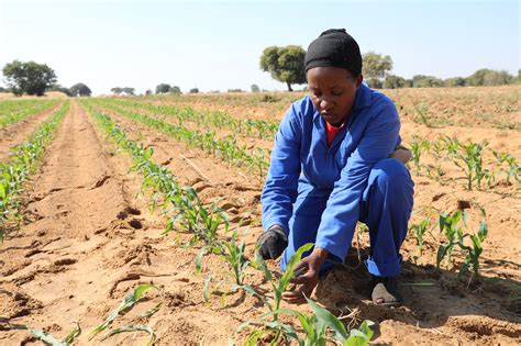 African Farmers Could Benefit From More Friendly Eu Agriculture Policies Africa Renewal