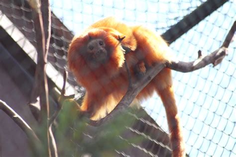 Zoo De Pomerode Apresenta Mico Leão Dourado Aos Visitantes Diário Da