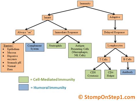 innate immunity vs adaptive immune system humor vs cell mediated immune system nursing