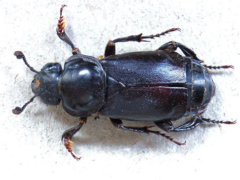 Researchers Find Evolutionary Reasons For Homosexual Behavior In Beetles