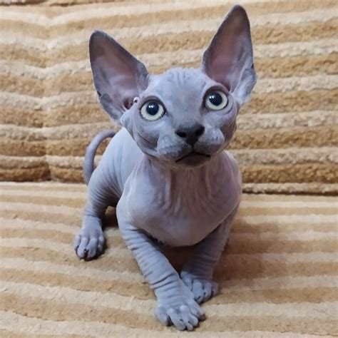 Do Sphynx Cats Give You Allergies Be Prioritized Day By Day Account