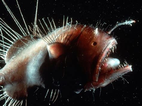 Angler Fish Lophius Piscatorius Photograph By Animals Animals