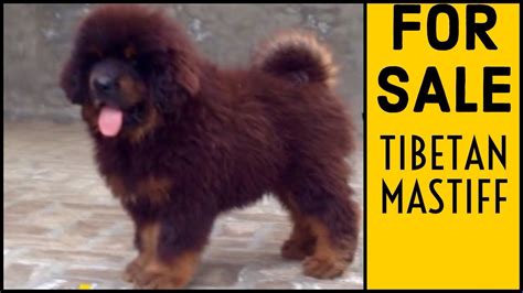 Lion Head Tibetan Mastiff Puppies For Sale In India