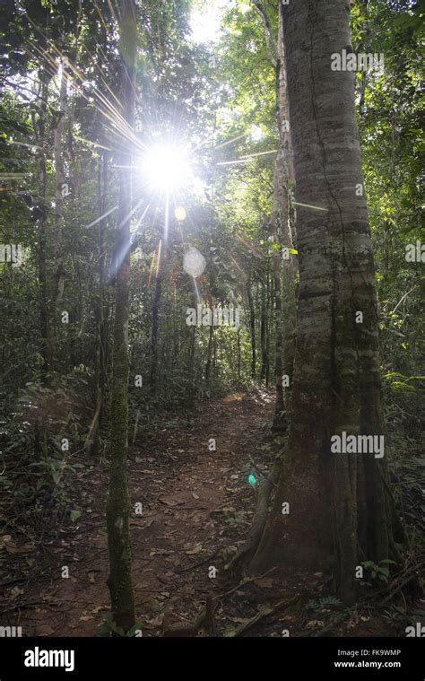 Hiking Trail In The Amazon Rainforest Stock Photo Alamy